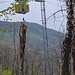 <b>Da tre anni gli operai forestali del Generoso lavorano alacremente per tagliare vecchi alberi e per ripulire il sottobosco. Sono incuriosito dai moderni e imponenti mezzi che questi boscaioli utilizzano; sono macchinari sicuramente più ecologici dell’elicottero, che in tempi recenti ha effettuato una miriade di voli per trasportare, uno alla volta, gli alberi abbattuti. </b>