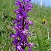 ... mit Orchis-Freude ...