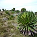 végétation Afro-alpine que l'on peut trouver à partir de 4000m d'altitude!