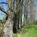 Das Weglein mit den alten Bäumen führt dem Horbacher Weier entlang