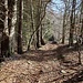 Ruhiger Aufstieg im Wald.