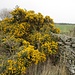 Blühender Ginster - eine typische Frühjahrserscheinung in Schottland