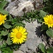 ... mit weiteren gelben Alpenblumen ...