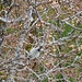 Knospen 