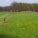 Recht selten,  dass der Weg über eine Wiese geht 