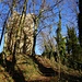 Ruine Tachenstein