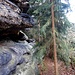 Hier, auf einem breiten, bewaldeten Sims, verliert sich der Weg erneut. Am besten man bleibt oben an den Felsen. Mit ein wenig Gespür für's Gelände kommt man an der ersten Aussicht am Wirtshausssteig, der Stelle mit der Bank, wieder heraus.