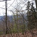 Der höchste Punkt des Höhenberg geht allerdings völlig im Wald verloren