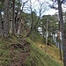 Beim letzten Stück hoch zum Höhenberg kommt dann kurzzeitig richtiges "Bergfeeling" auf
