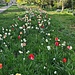 Kaum gestartet - erste Tulpen