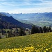 Frühling in Obwalden - etwas oberhalb des Ächerli hat man einen schönen Blick über die Talschaft mit Sarnen und dem Sarnersee
