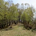 Bosco di betulle e sentiero per Monti di Tedoldo