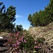 Der Frühling zieht ins Karwendel ein