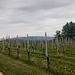 Vigne sopra Cureggio.