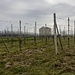 Vigne sopra Cureggio. 