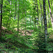 Leuchtend frisches Grün begleitet uns.