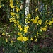 Cytisus scoparius (L.) Link<br />Fabaceae<br /><br />Citiso scopario <br /> Genêt à balais, Cytise à balais <br /> Besenginster