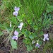 Viola riviniana Rchb.<br />Violaceae<br /><br />Viola di Rivinus<br />Violette de Rivinus, Violette à éperon clair<br />Hain-Veilchen