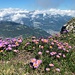 fantastisches Gipfelblumenfeld