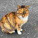 die wunderschöne, sympathische Katze des Hofes ...