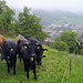 Diese neugierigen Rinder waren die einzigen ausser uns, welche sich vom garstigen Wetter nicht einschüchtern liessen. Unten Sissach.