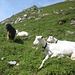 Tierische Schönheiten des Alpsteins beim Berggasthaus Mesmer genießen die wärmenden Sonnenstrahlen