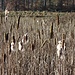 Rohrkolben an einem kleinen Weiher.