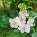 herrliche Blüten