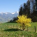 Blühende Forsythie