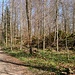 Im Wald beim Gipfel