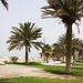 Tag 5 (5.5.) - البديع (Al Budayyi‘):<br /><br />Park am Strand wo ich etwas später natürlich im herrlich warmen Persischen Golf Baden ging :-)