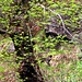 Osservando bene alla destra del tronco si intravvede un camoscio