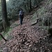A parte l'avanzata dei rovi nella parte iniziale e qualche pianta caduta ogni tanto il sentiero, che segue regolari zigzag nel bosco, è ancora abbastanza riconoscibile.