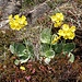 Schöne Frühlingsblumen!
Alpen-Aurikel (Primula auricula).