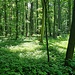 Wald ohne Bärlauch 