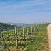Jetzt ist man mal kurz am oberen Rand der Weinberge unterwegs