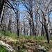 Gli alberi tutti bruciati da un poderoso incendio