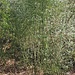 Knüppeldicke, bis 20m hohe Bambusgehölze