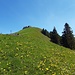 Es geht hinauf zur Niderbauen Alp, wo auch die Bergstation der Seilbahn von Emmetten ist. Ein Genuss bei diesen Frühlingswiesen...allerdings nicht zu früh freuen: zum Gipfel geht's noch weiter