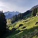 Auf Alp Gure, mit freier Sicht zum Hundshorn ,Bütlasse und Gspaltehore.
