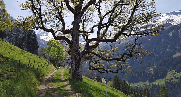 Schöner Weg ins Wanderparadies hinteres Kiental.