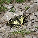 Schwalbenschwanz (Papilio machaon) auf dem Gipfel Rossalpelispitz.
