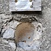 <b>Offerte... attenti alle api!</b>