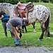 <b>Ferratura del cavallo.</b>