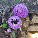 Blumen auf dem Weg zum Pattale Everest View Point