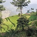 Terrassierte und grüne Landschaft unweit von Pembas Elternhaus