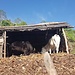 Der Bruder von Pemba hält in seinem kleinen Landwirtschaftsbetrieb auch einige Tiere