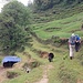 Terrassierte Landschaft zwischen Kharikhola und Pangom