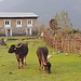 Klein gewachsene Rinder weiden auf Najing Dingma