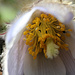 Anemone mit Gästen